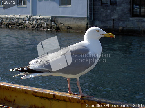 Image of seagull