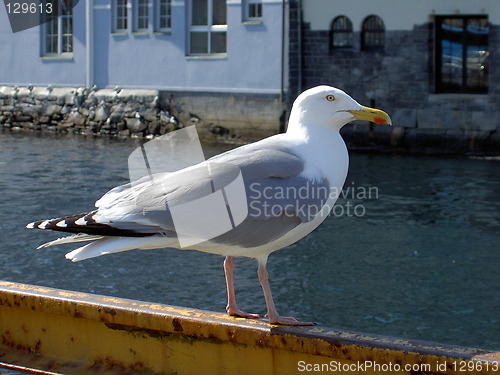 Image of seagull