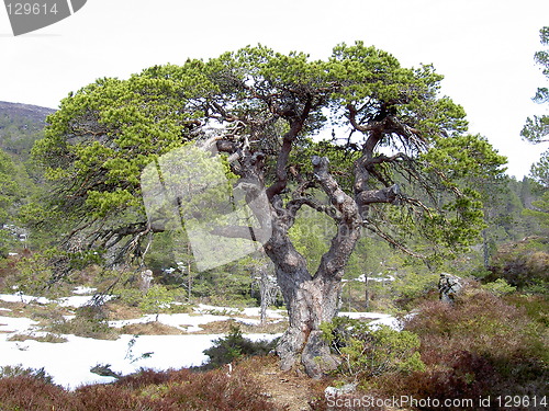 Image of tree and snow