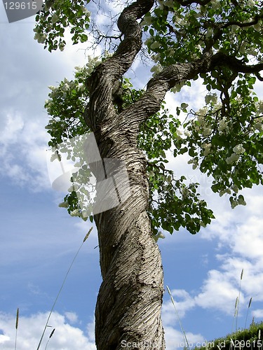 Image of tree in summertime