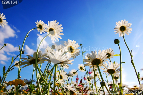 Image of flowers from below