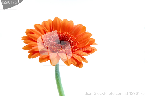 Image of isolated flower on white