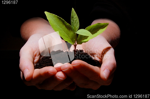 Image of young plant with soil in hands