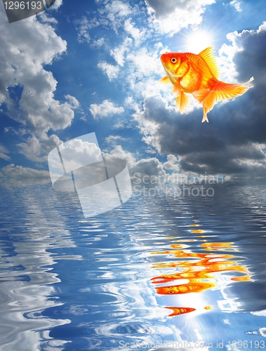 Image of goldfish