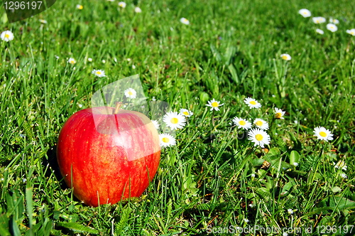 Image of apple