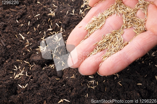Image of hand sowing seed