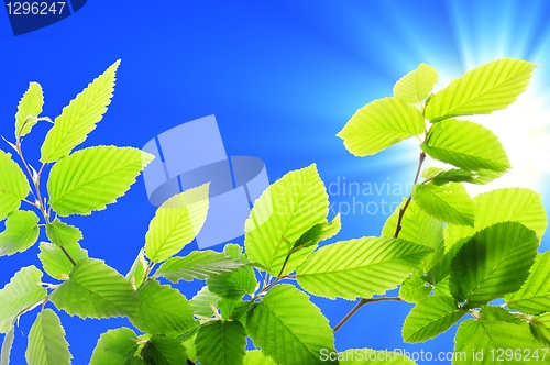 Image of summer leaves