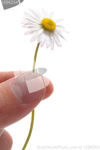 Image of daisy flower