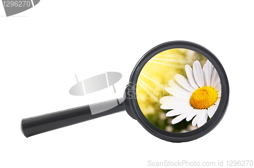 Image of magnifying glass and flower