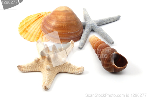 Image of Shell