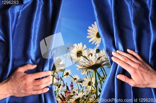 Image of summer flowers