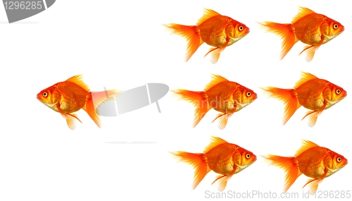 Image of goldfish