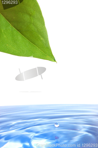 Image of leaf and water