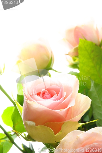 Image of flowers