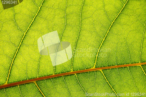 Image of green leaf background