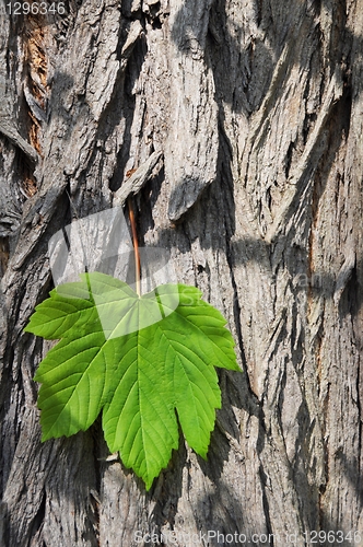 Image of leaf and copyspace