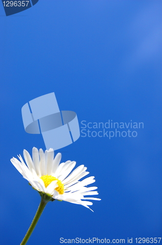 Image of daisy under blue spring sky