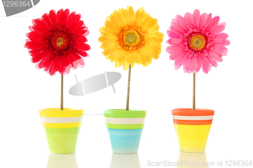 Image of funny flowers