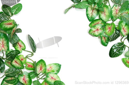 Image of border of leaves