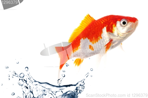 Image of goldfish