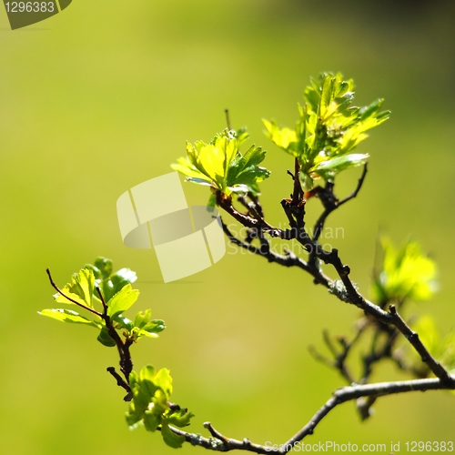 Image of summer nature 