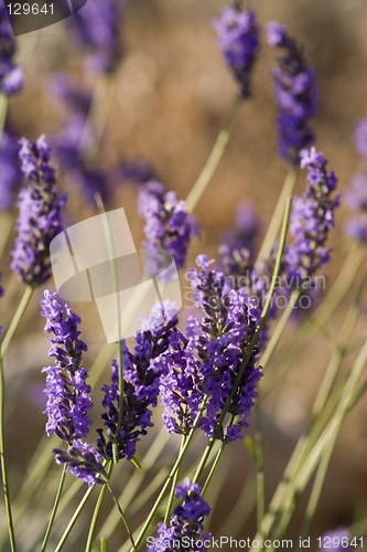 Image of lavender