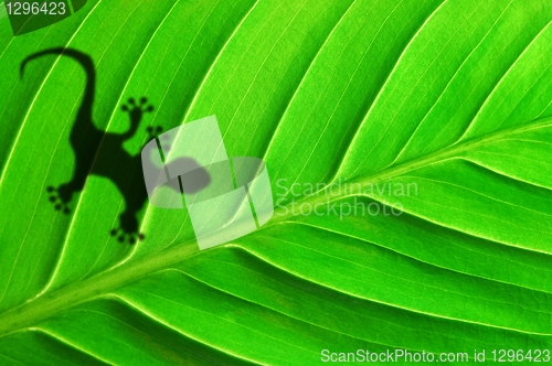 Image of green jungle leaf and gecko