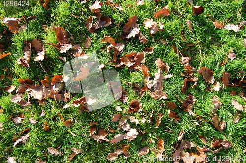 Image of grass texture with leaves in autumn