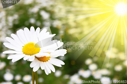 Image of daisy flower on a summer field