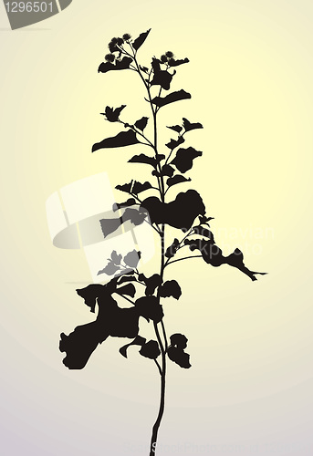 Image of Plant-Arctium lappa 