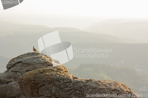 Image of Bird on a rock on a background of mountains in haze