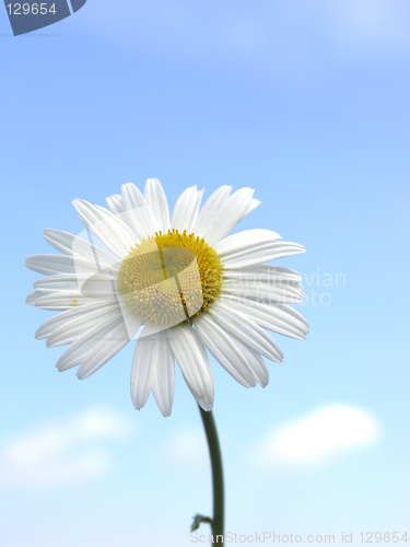Image of Camomile flower
