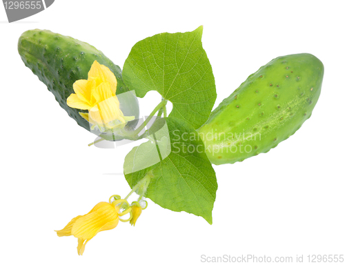 Image of Two fresh cucumbers with leaf and yellow flowers