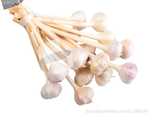 Image of Bunch of white garlics