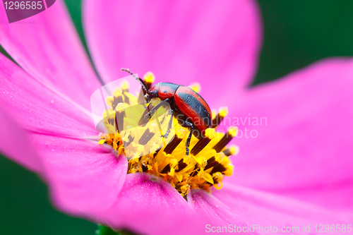 Image of Red and black beetle.