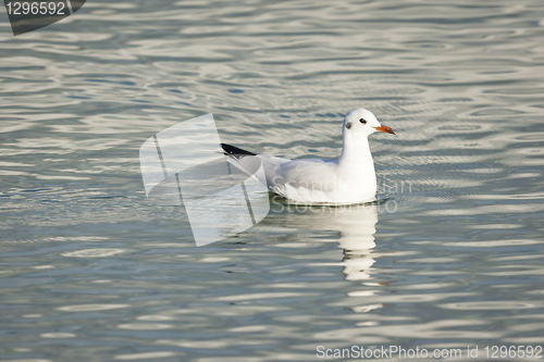 Image of seagull