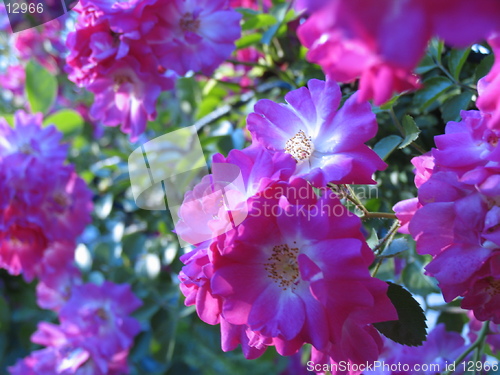 Image of Wild Roses