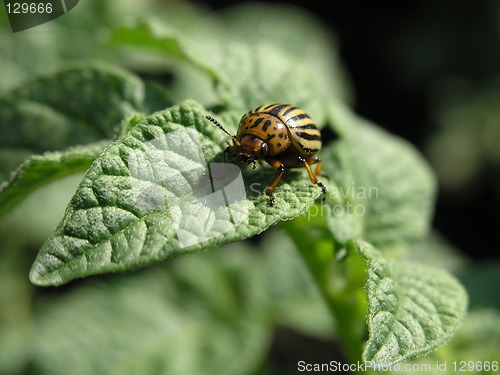 Image of Colorado beetle face of :)