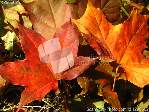 Image of fall leaves