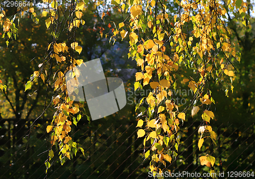 Image of branch of autumn birch tree