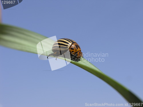 Image of Colorado beetle