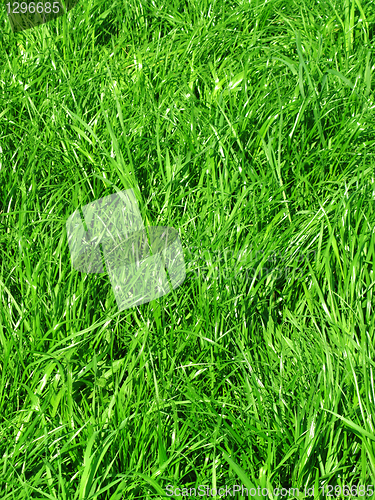 Image of fresh green grass