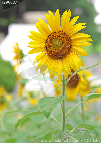 Image of Sunflower