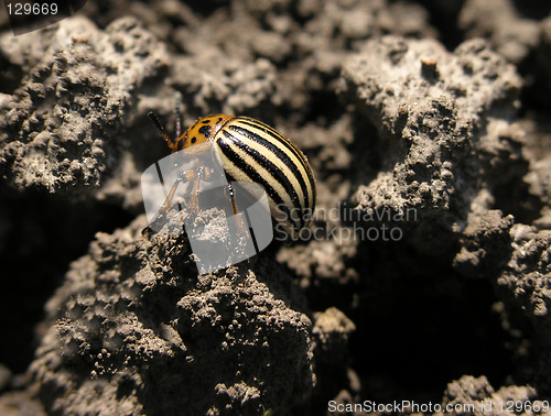 Image of Colorado beetle on a soil