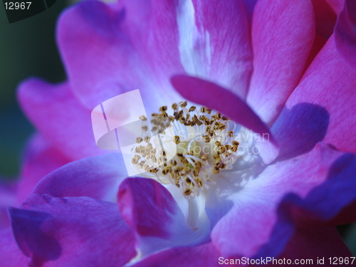 Image of Wild Roses