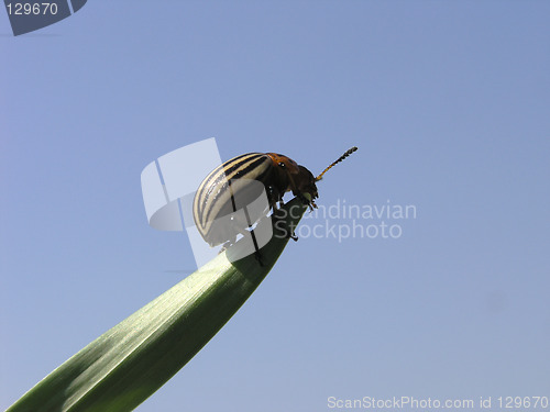 Image of Colorado beetle