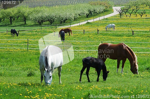 Image of Horses