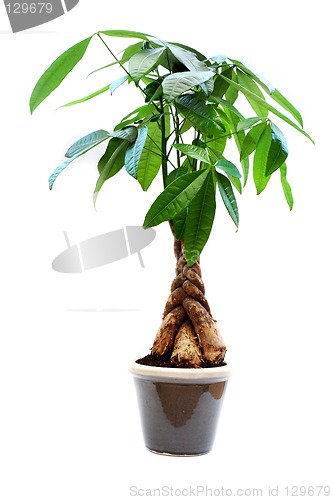 Image of House plant