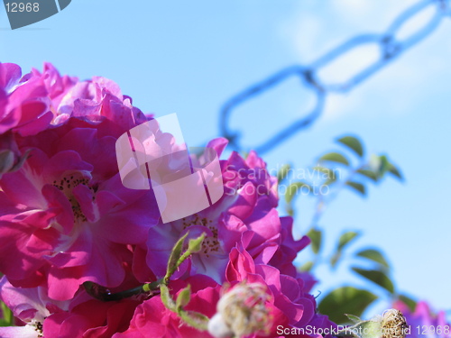 Image of Wild Roses