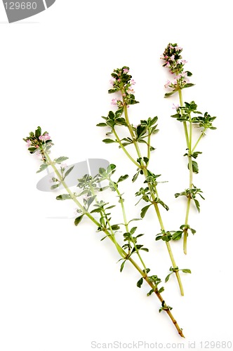 Image of Thyme